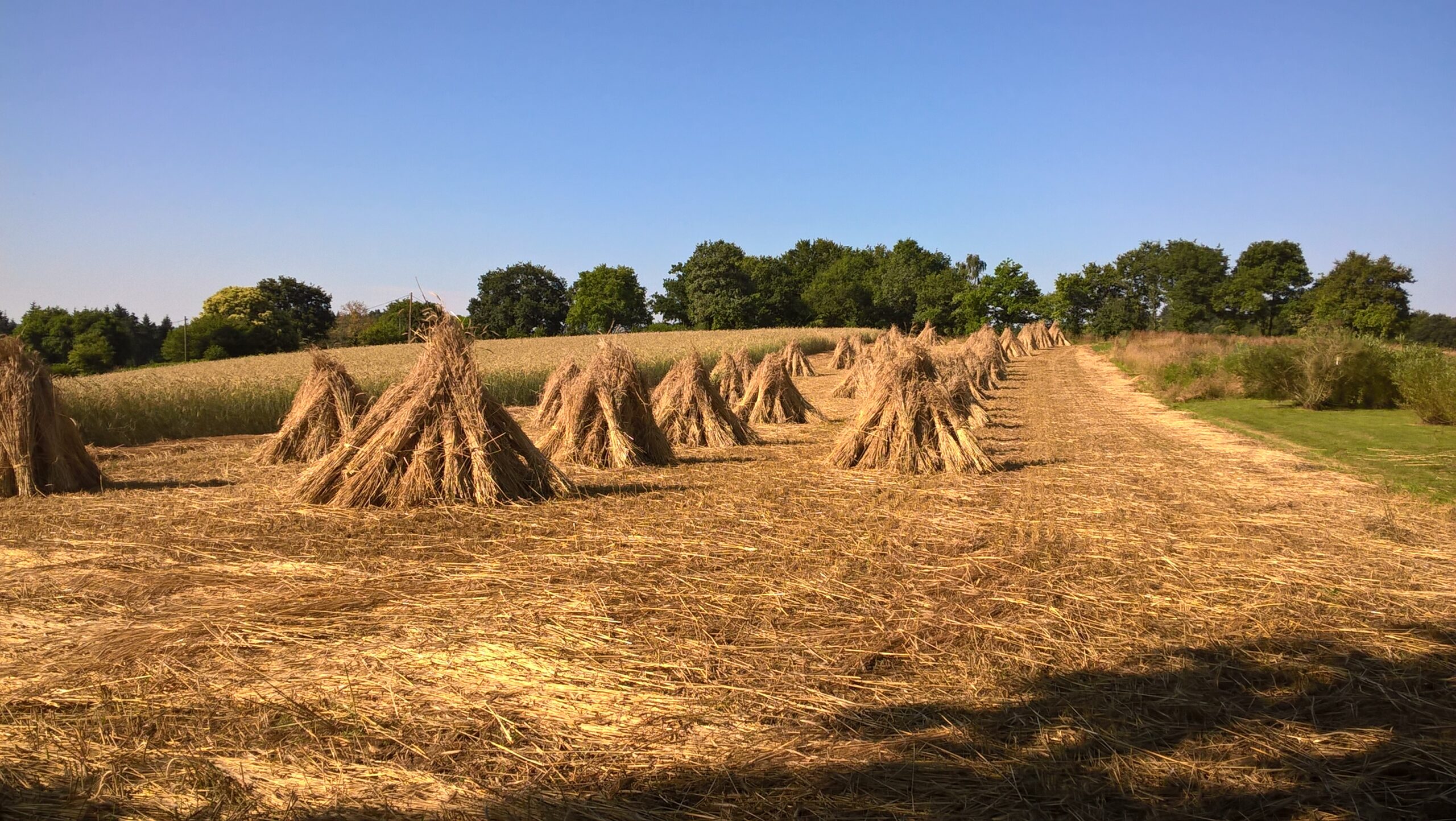 A PARTAGER « - Élevage Du Domaine De La Terre Celtique